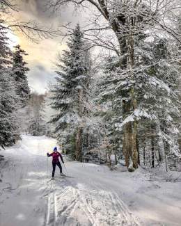 forêt enneigée avec skieur nordique